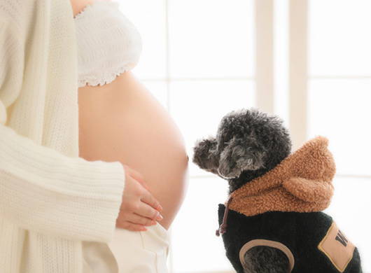 安産祈願を行う戌の日とは？いつ来るのかどうやって確認する？