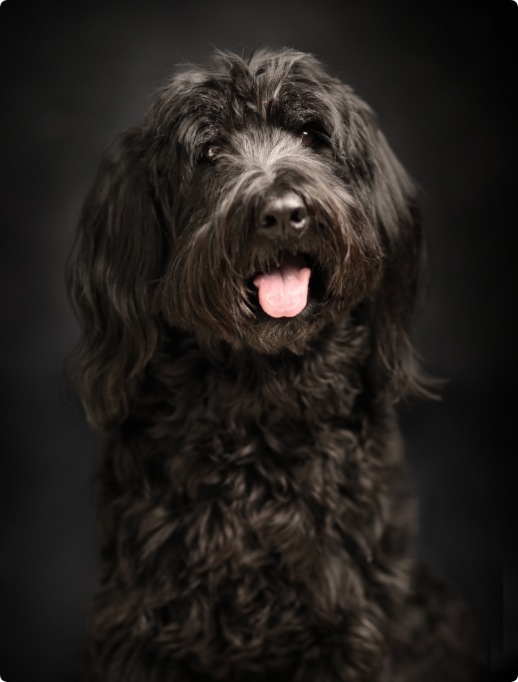 シニアwithペットのイメージ